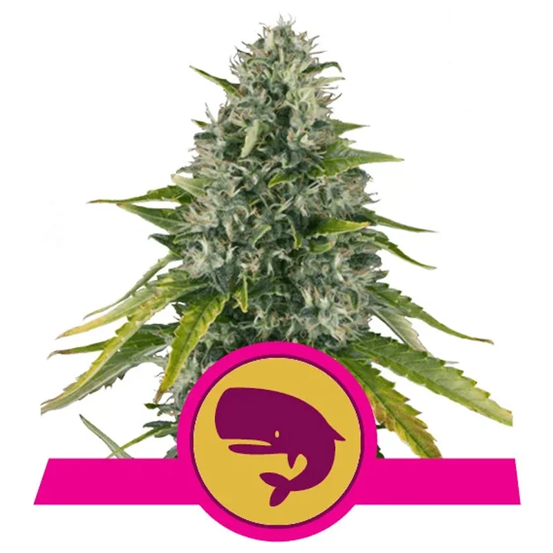 saltonverde2788793