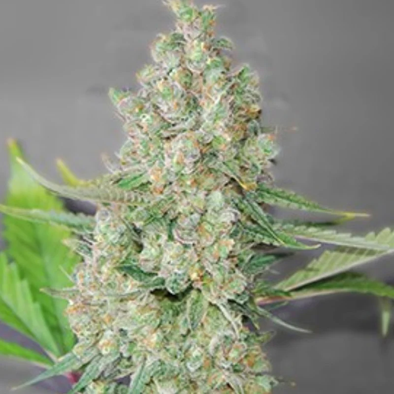 saltonverde2789324