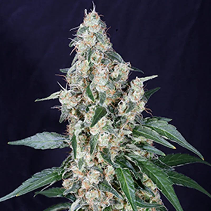 saltonverde2791501
