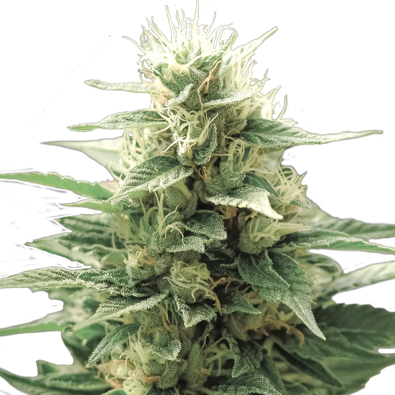 saltonverde2792684
