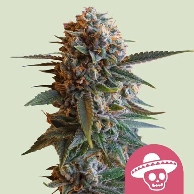 saltonverde2794004