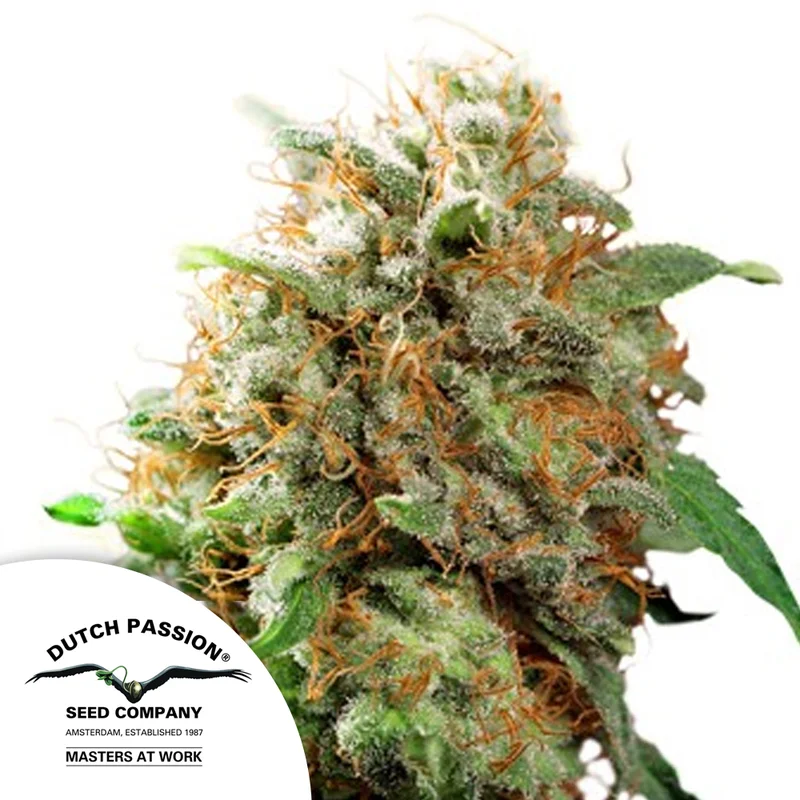 saltonverde2796001