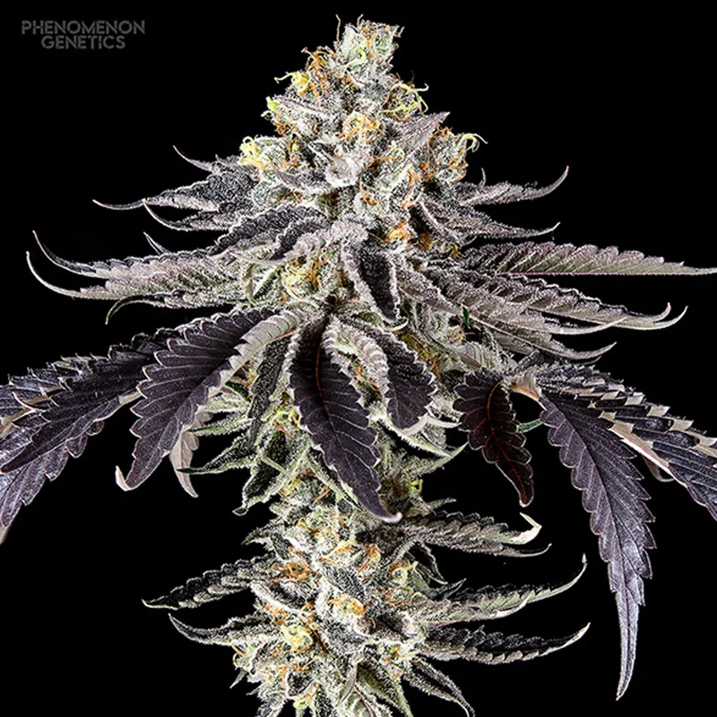 saltonverde2796452