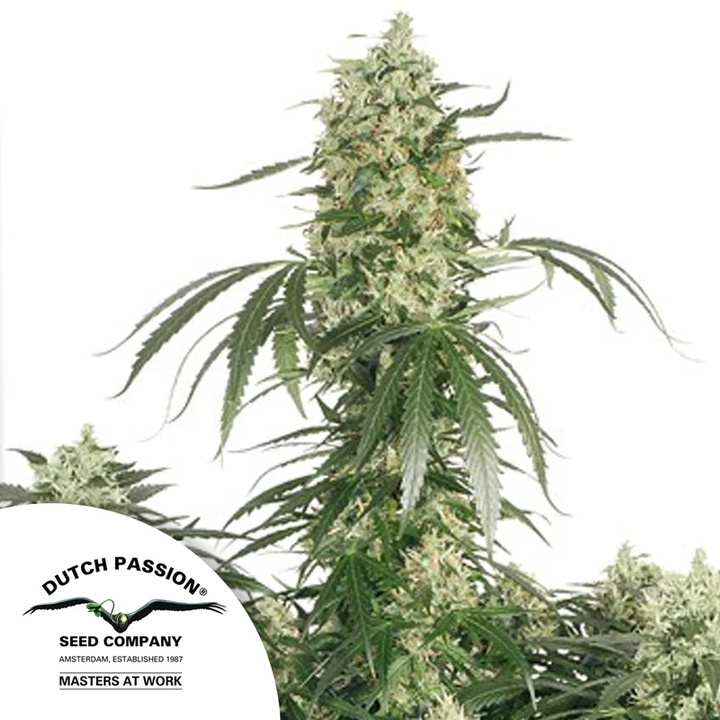 saltonverde2796611