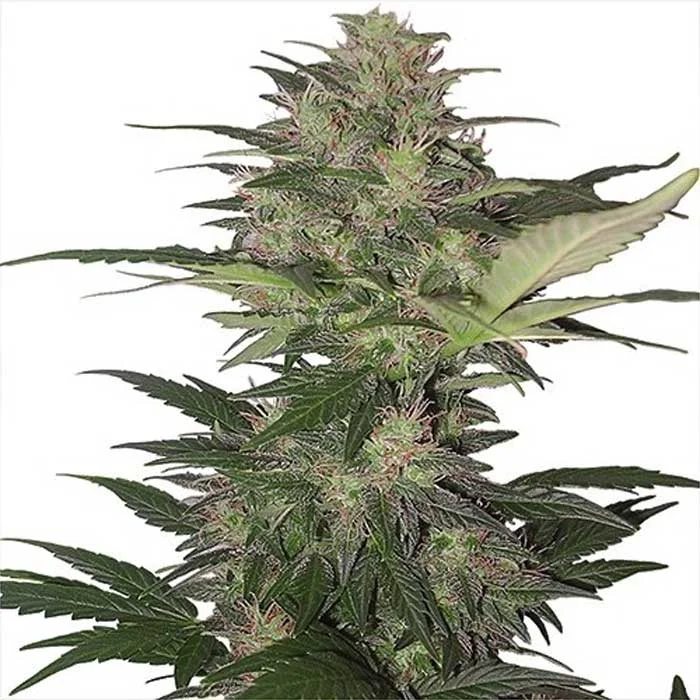 saltonverde2798089