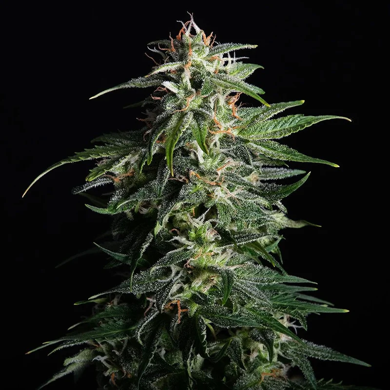 saltonverde2800015