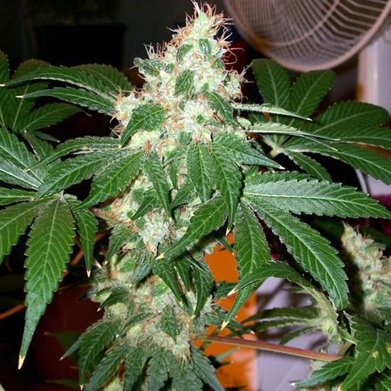saltonverde2800940
