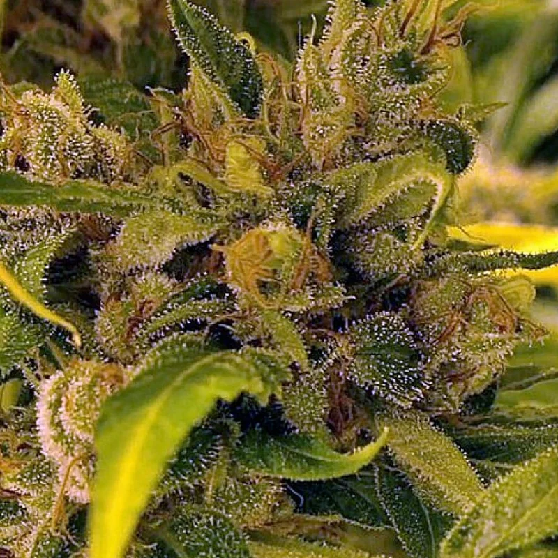 saltonverde2801099