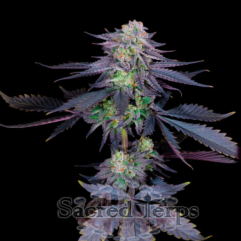 saltonverde2803420