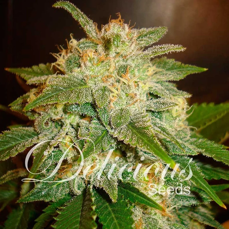 saltonverde2803699