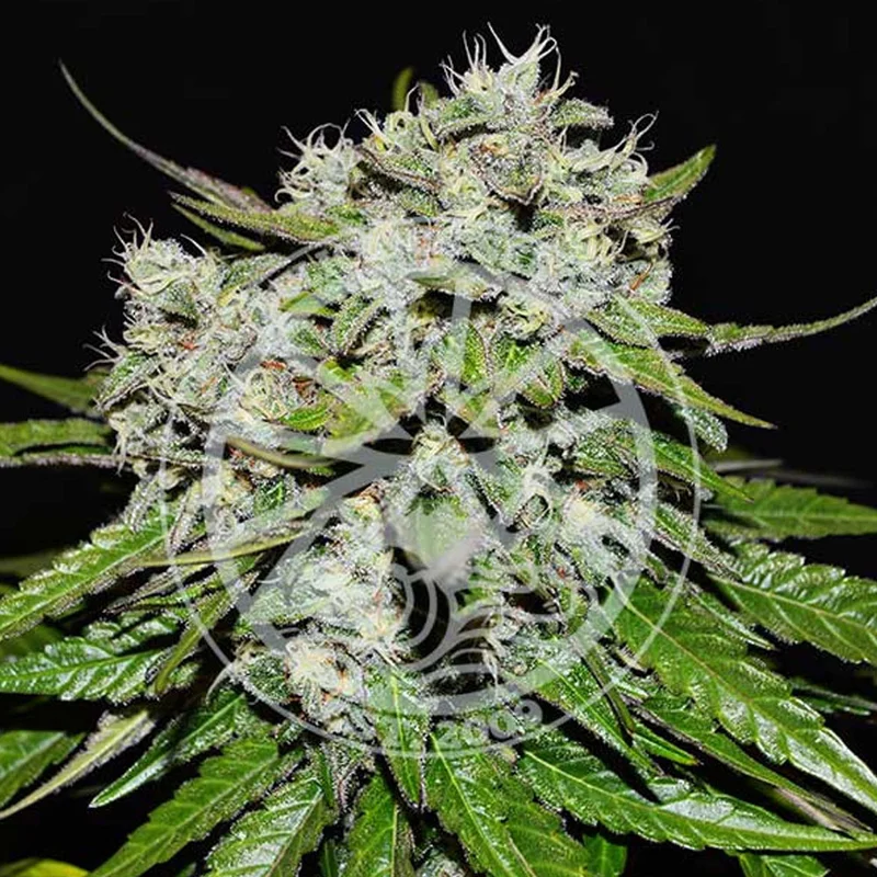 saltonverde2803786