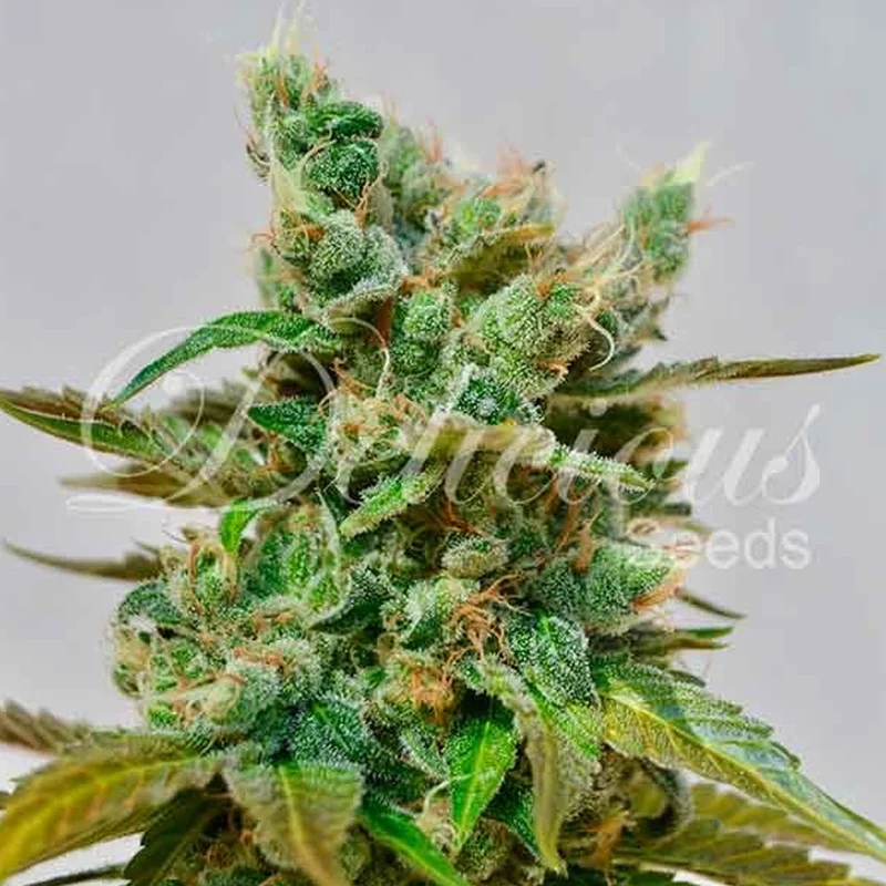 saltonverde2803850