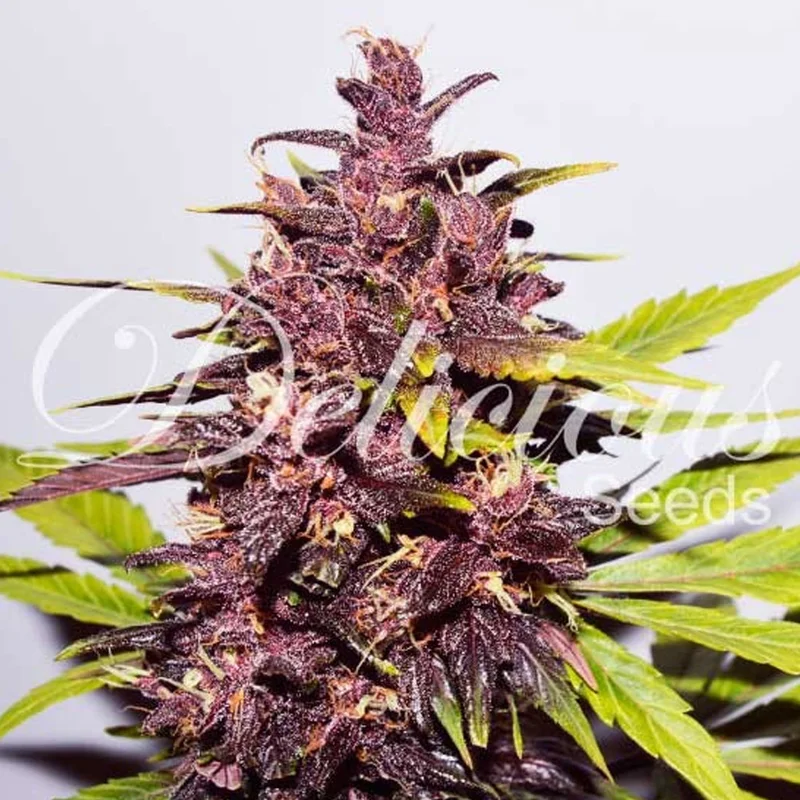saltonverde2803870