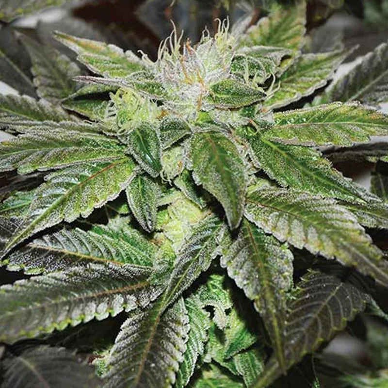 saltonverde2803922