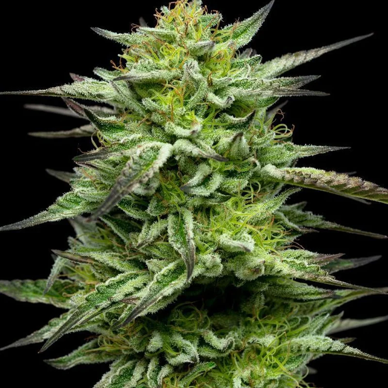 saltonverde2804529