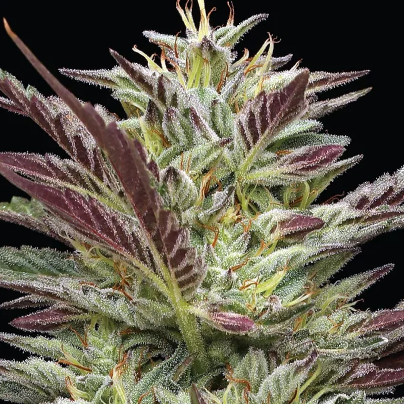saltonverde2804549