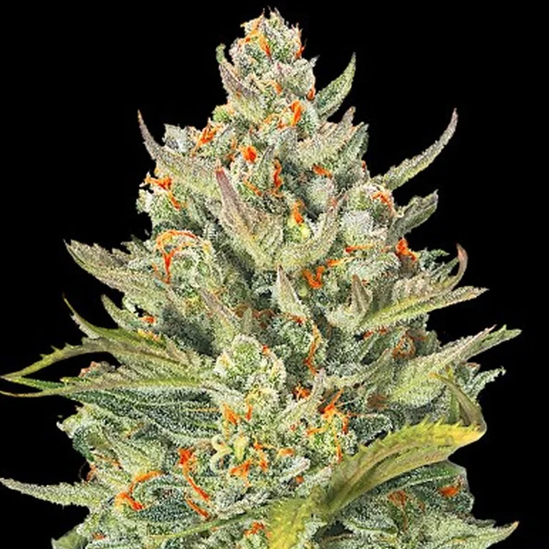 saltonverde2806359