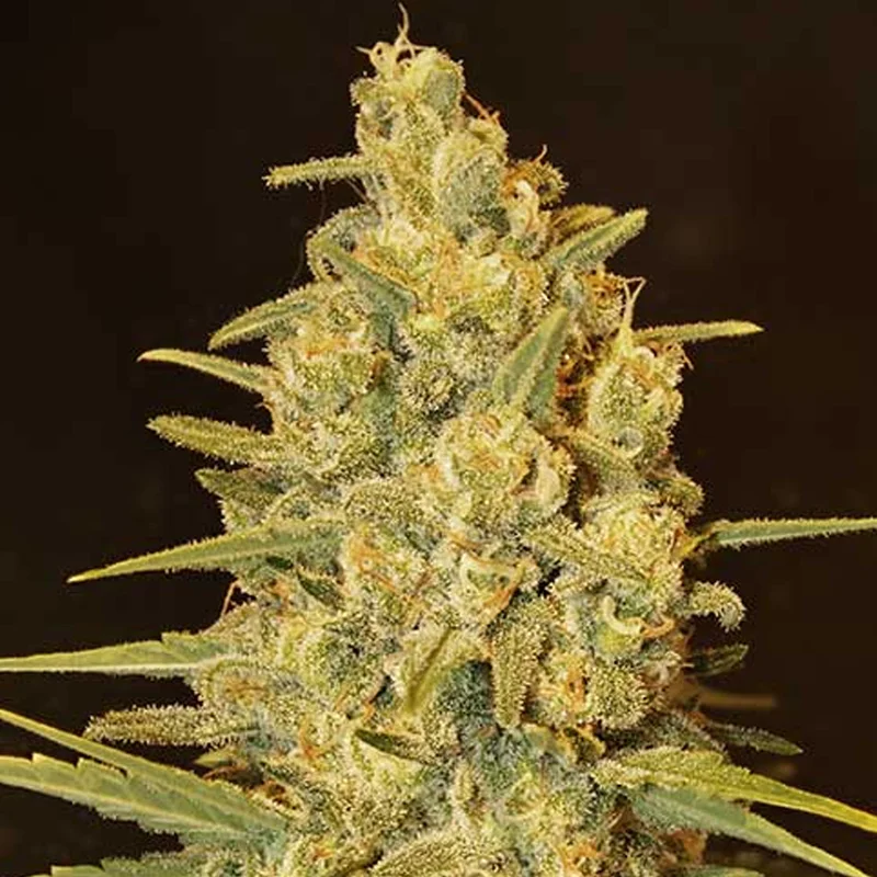 saltonverde2807155