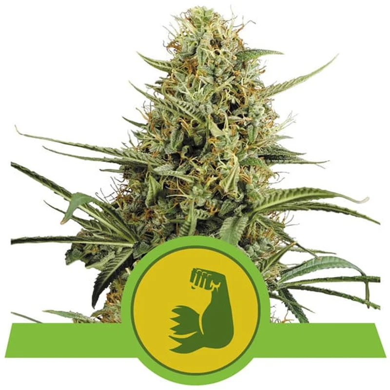 saltonverde2807457