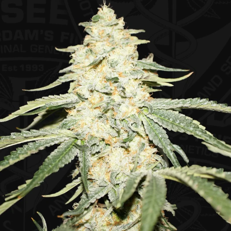saltonverde2807744