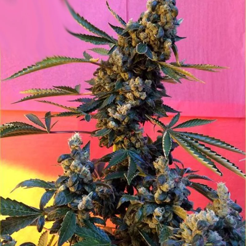 saltonverde2807804