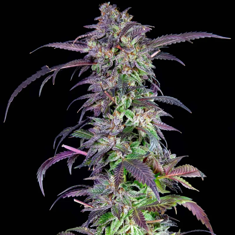 saltonverde2808274