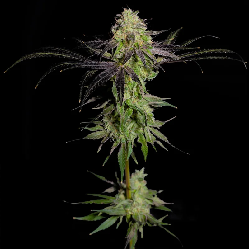 saltonverde2808459