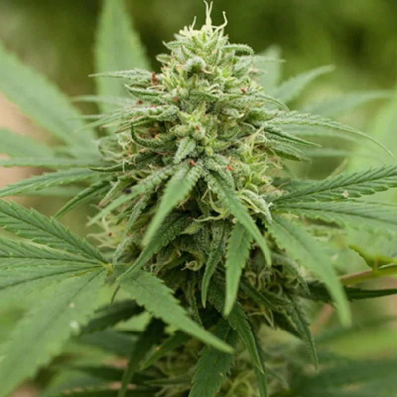 saltonverde2808561