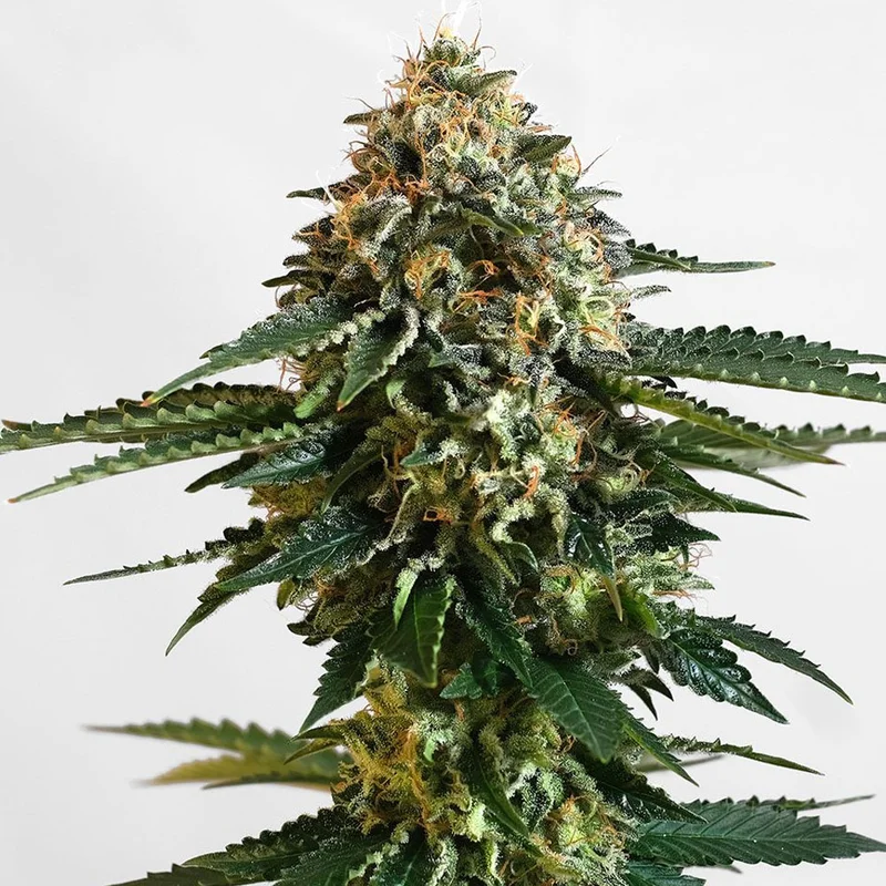 saltonverde2809266
