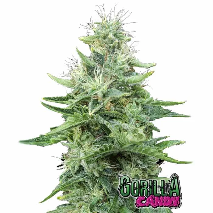 saltonverde2809574