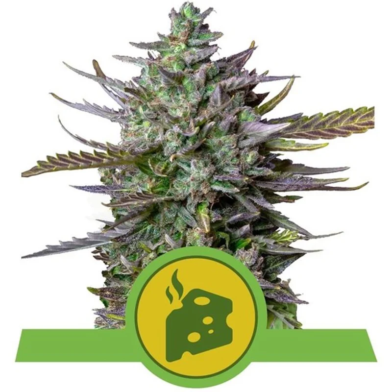 saltonverde2811085