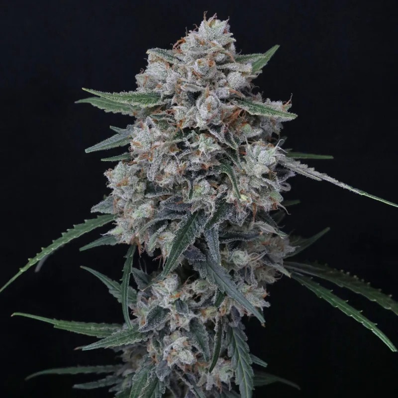 saltonverde2812214