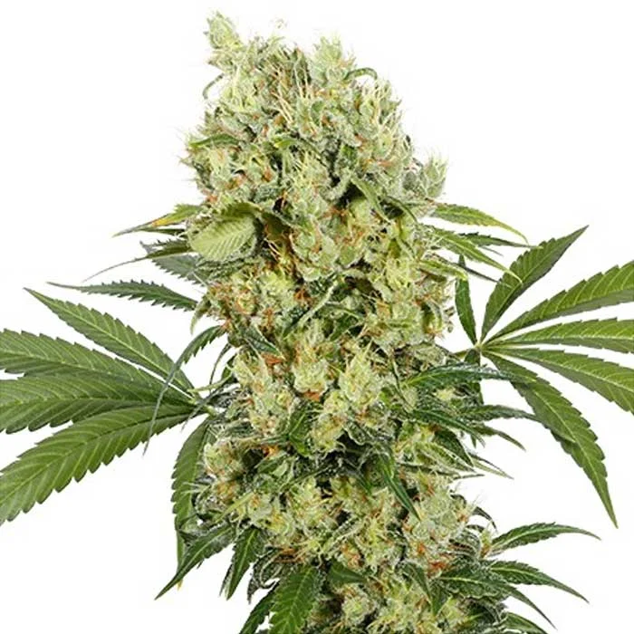 saltonverde2812457