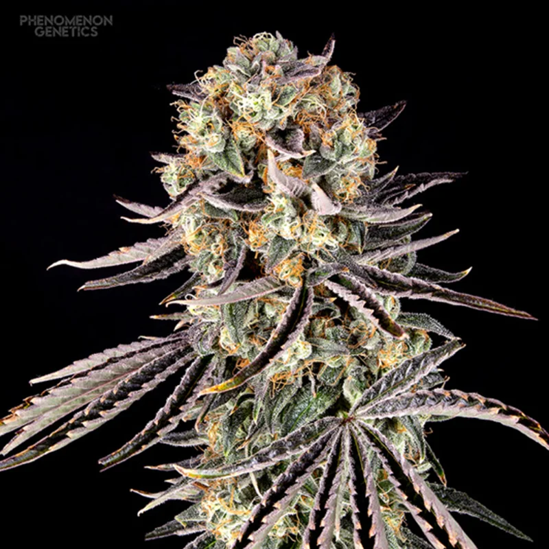 saltonverde2812635