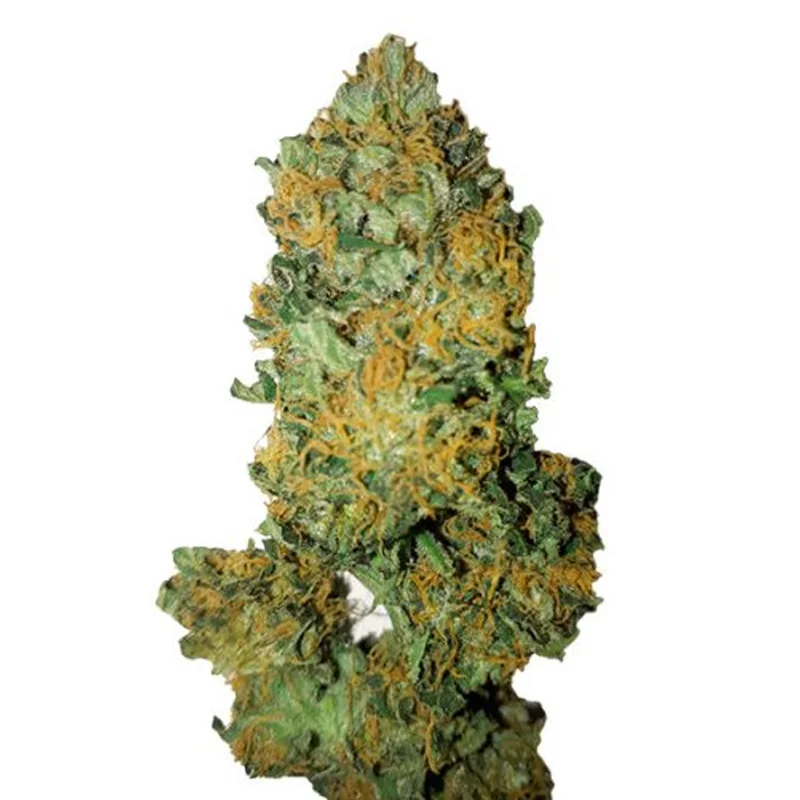saltonverde2813172