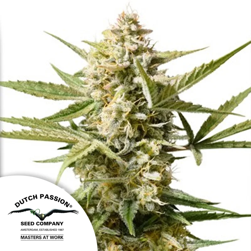 saltonverde2813845