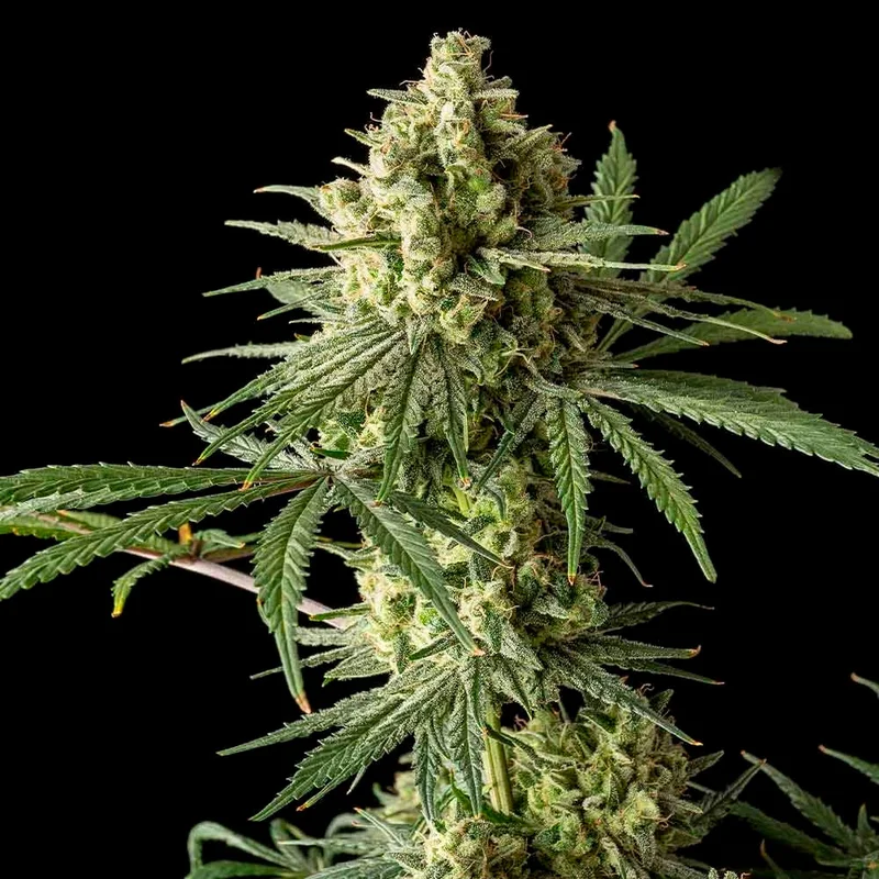 saltonverde2814705