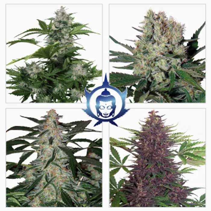 saltonverde2814798
