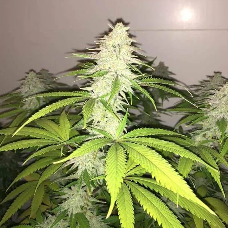 saltonverde2818331