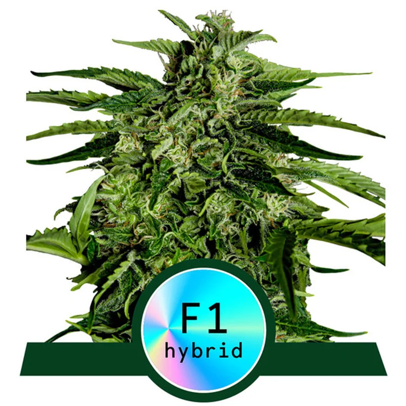 saltonverde2823857