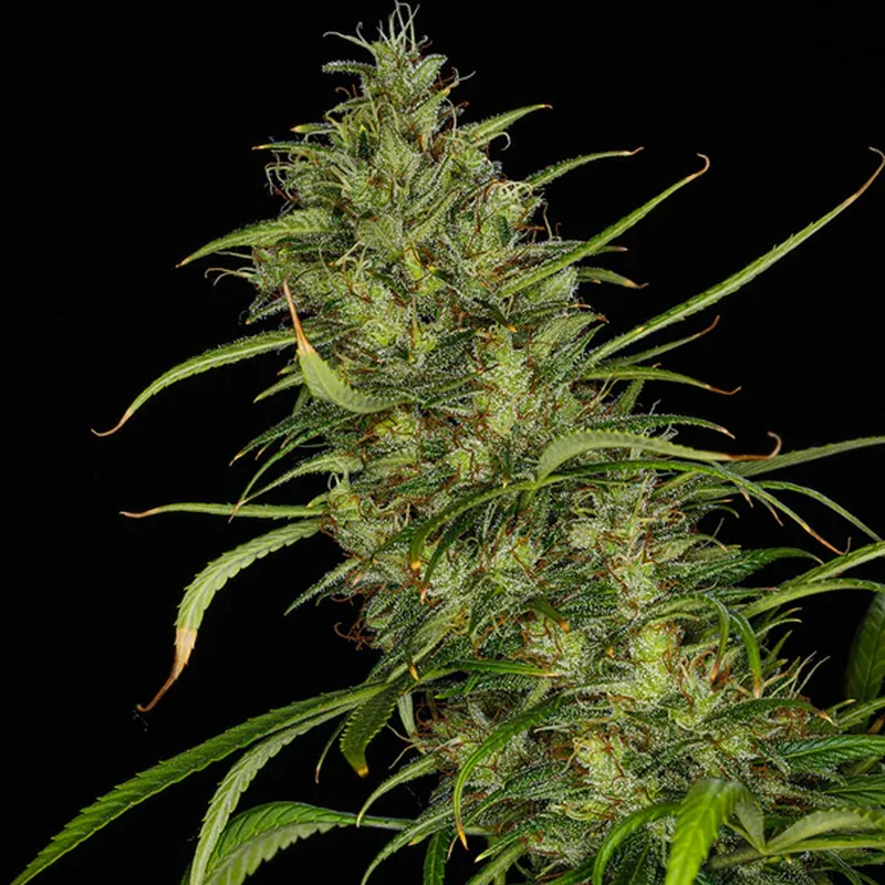 saltonverde2827968