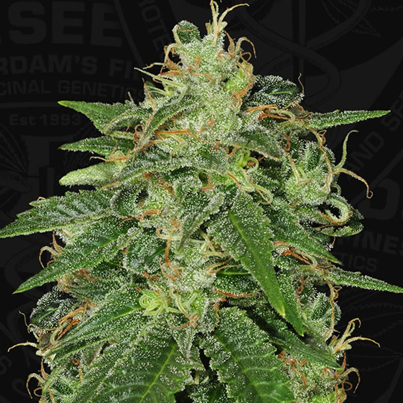 saltonverde2828833