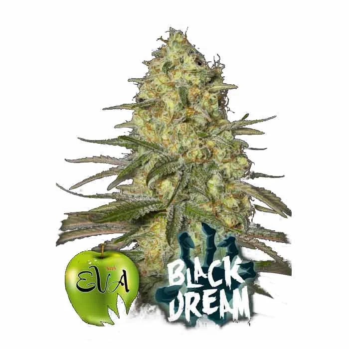 saltonverde2828970