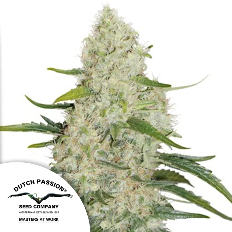 saltonverde2829019