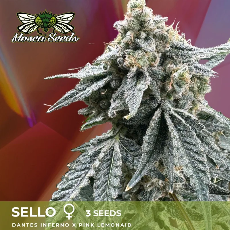 saltonverde2830464