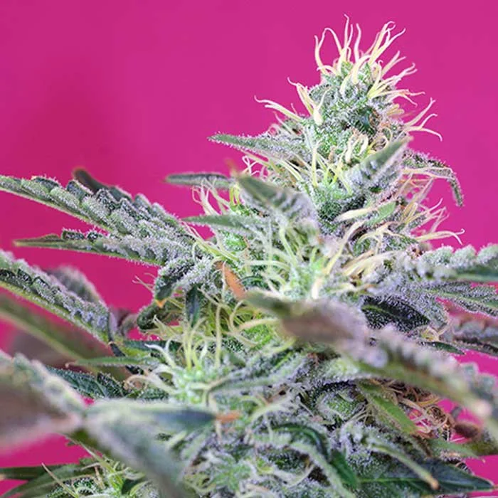 saltonverde2833131