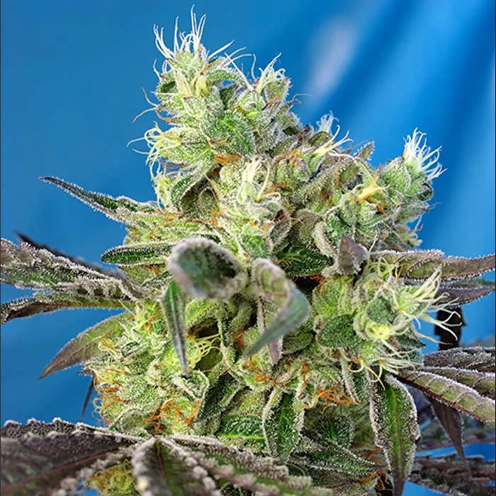 saltonverde2833743