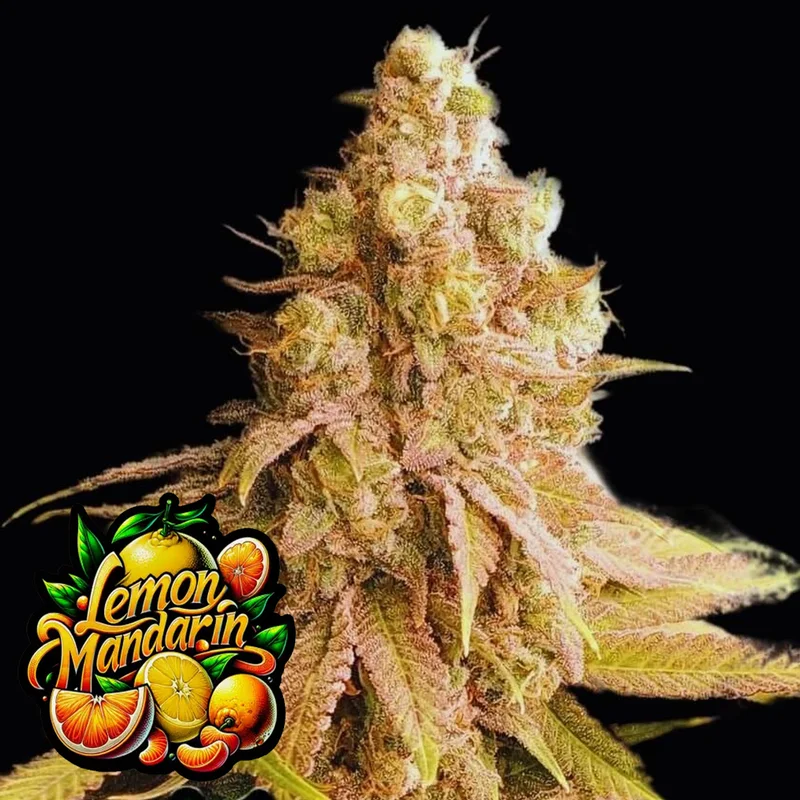 saltonverde2836063