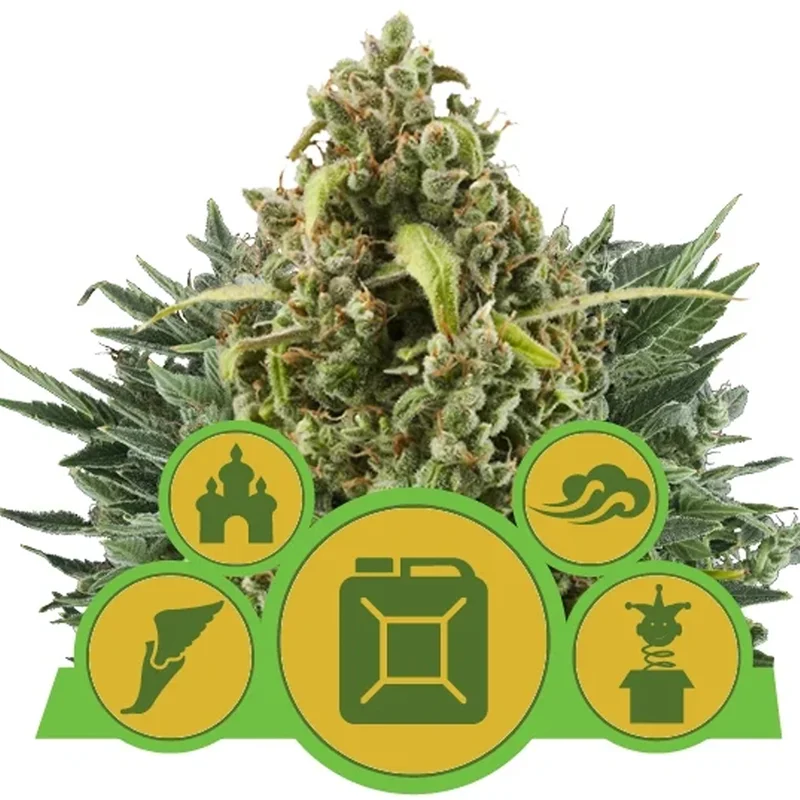 saltonverde2837995