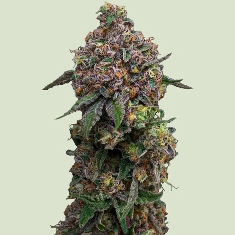 saltonverde2840075